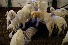 Geiten Geitjes Vee Klompenhoeve