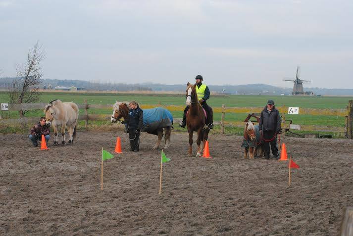 Paarden Dagbesteding Verstandelijk Gehandicapt