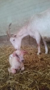Eerste lammetje