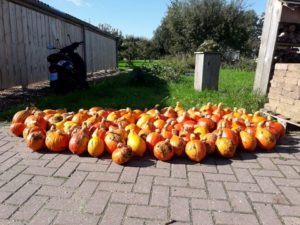 Pompoenen